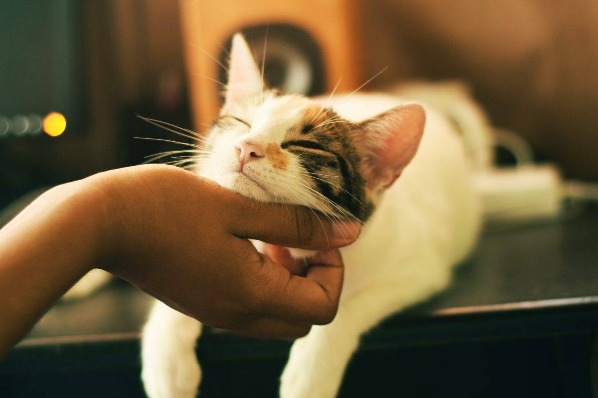 I Gatti Capiscono Se Sei Triste