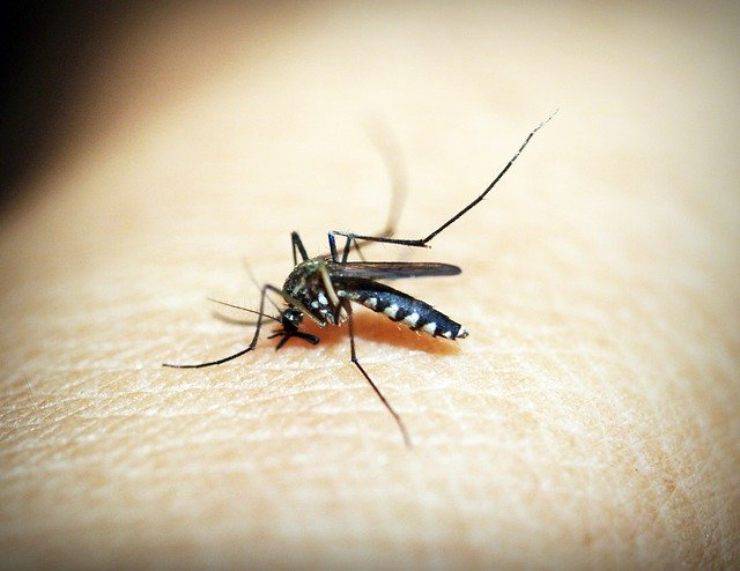 curiosita sulle zanzare