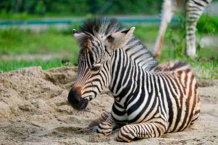 Cucciolo di zebra (Foto Pixabay)