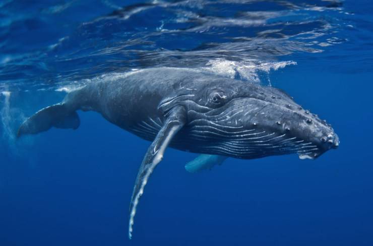 curiosità megattere balene