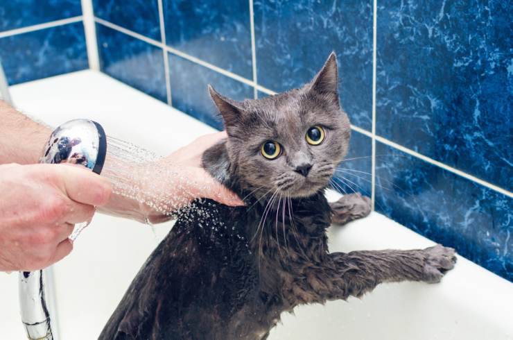 Lavare o no il gatto
