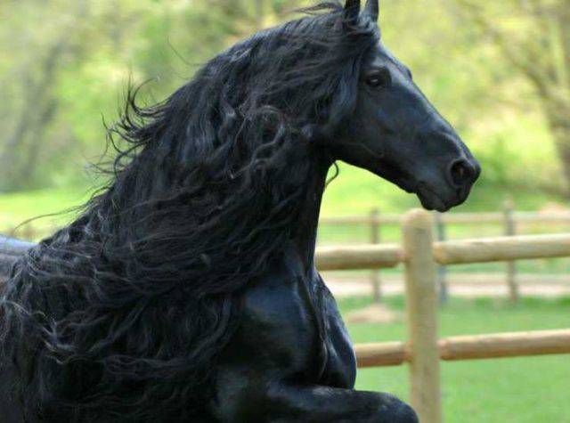 Il Cavallo Più Bello Del Mondo 2020