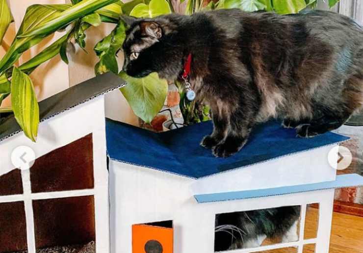 Il gatto sopra il tetto della casetta (Foto Instagram)