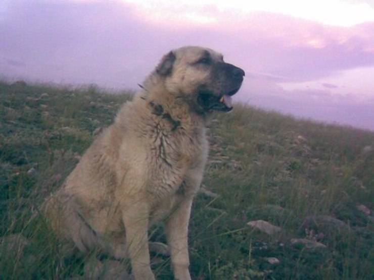 Kangal