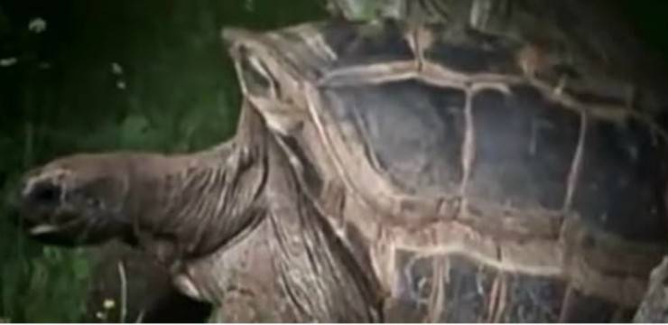 La tartaruga portata a spasso dalla padrona (Foto video)