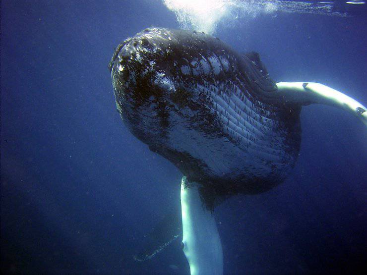 megattera enorme balena