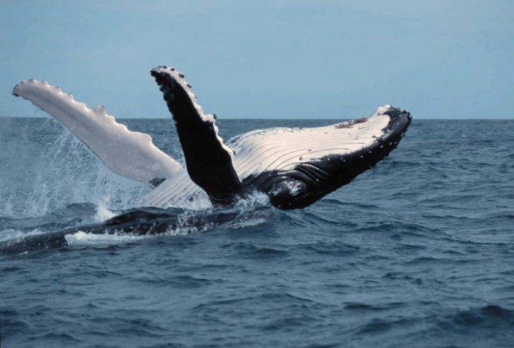 atletica tuffo balena