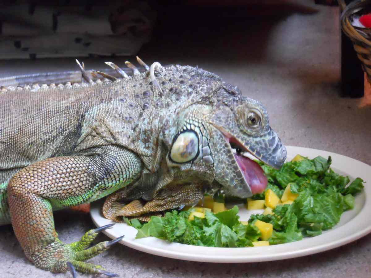 Можно ли кормить ящерицу. Зеленая игуана ест фрукты. Игуана агама обыкновенная. Домашняя ящерица игуана. Питание игуаны.