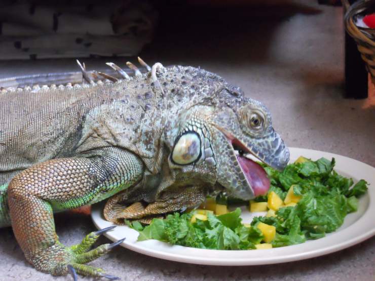 L’iguana può mangiare carne?