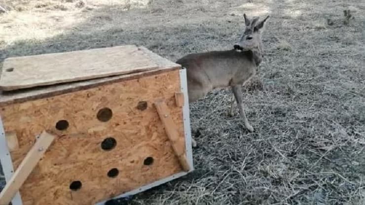 Ciccio il capriolo