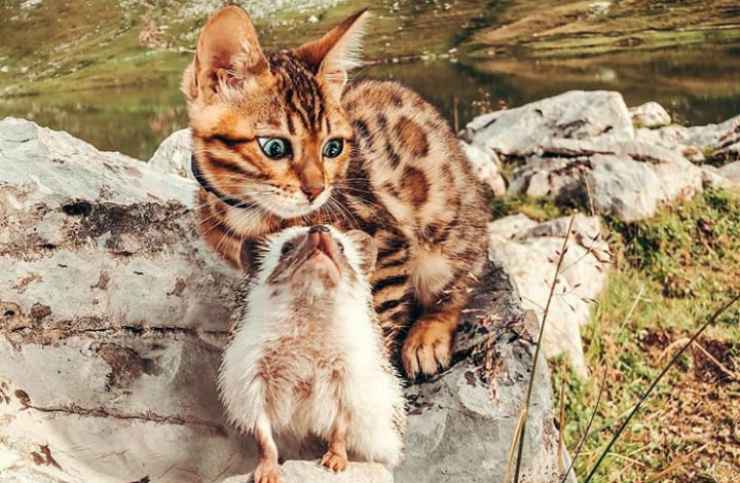 Il riccio e la gattina in montagna (Foto Instagram)