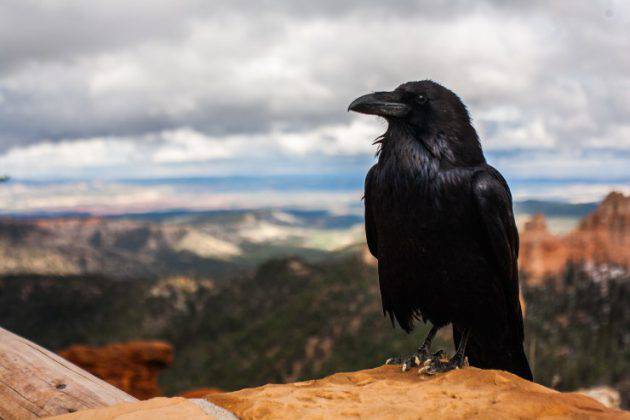 10 Fatti Interessanti Sul Corvo Questo Intelligentissimo Uccello