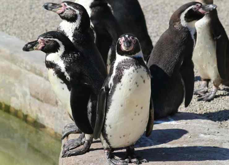 Adorabili pinguini (Foto Facebook)