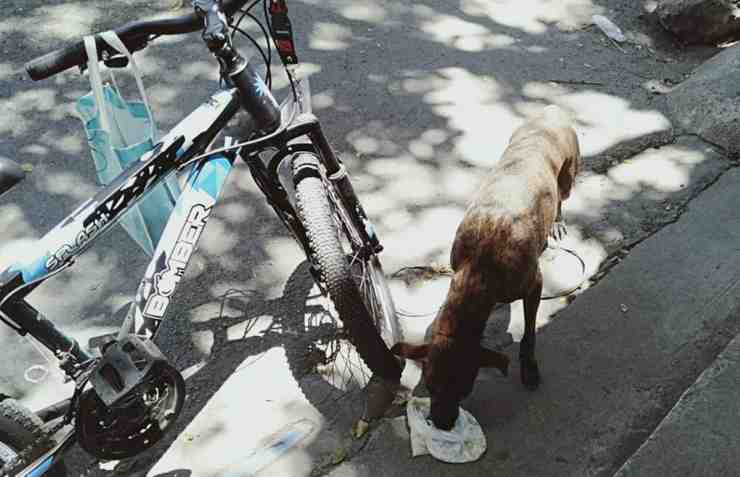 Il cane randagio sfamato (foto Facebook)
