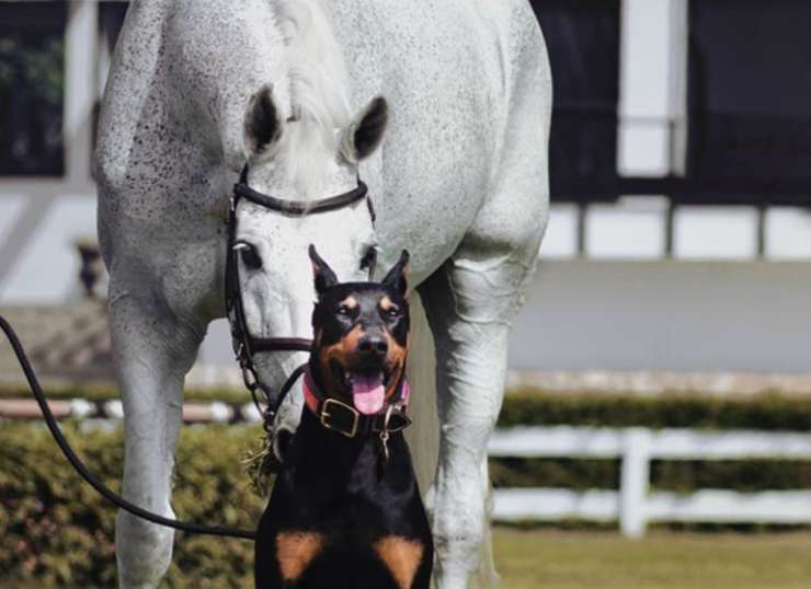 Il cavallo e il cane (Foto Instagram)