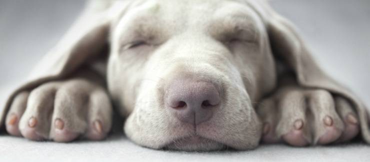 Il cane si gratta il muso