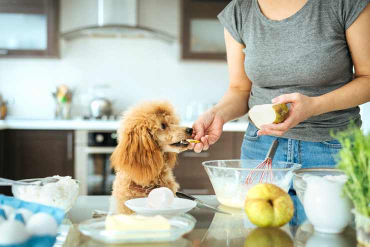 Il cane e la padrona in cucina (Foto Adobestock)