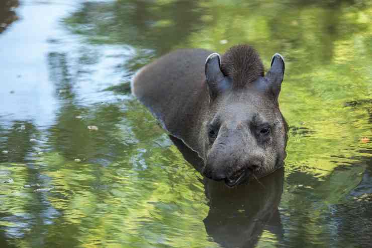 Il tapiro che nuota (Foto Adobestock)