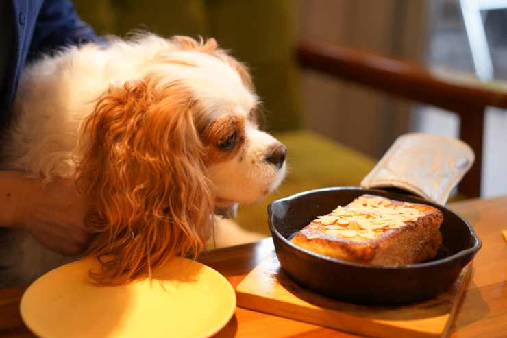 cane annusa una fetta di torta (Foto Adobestock)