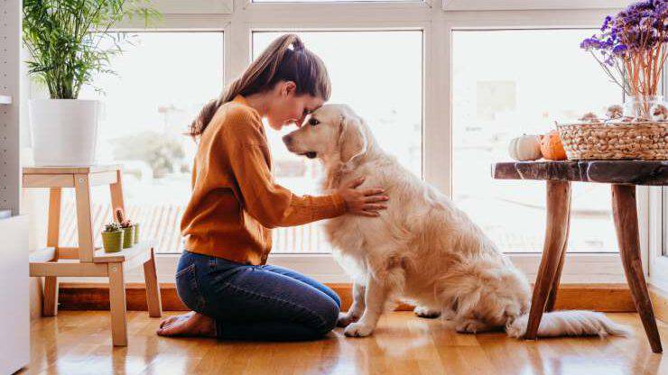 Médecine pour chiens