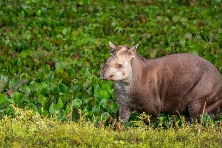 Il tapiro nel suo habitat (Foto Adobestock)
