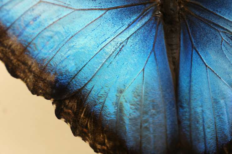 Polvere sulle ali delle farfalle