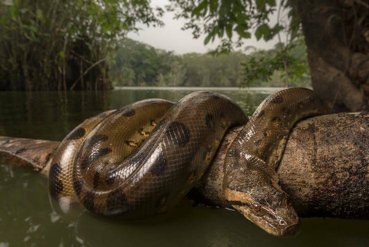 Anaconda verde flickr