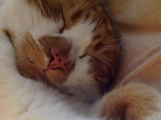 Macchie Nere Sulle Gengive Del Gatto