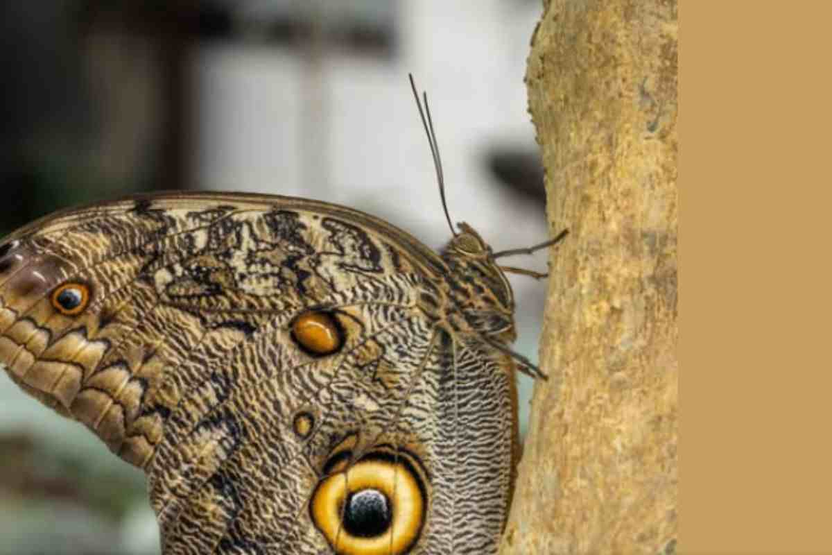 Farfalla Caligo Eurilochus