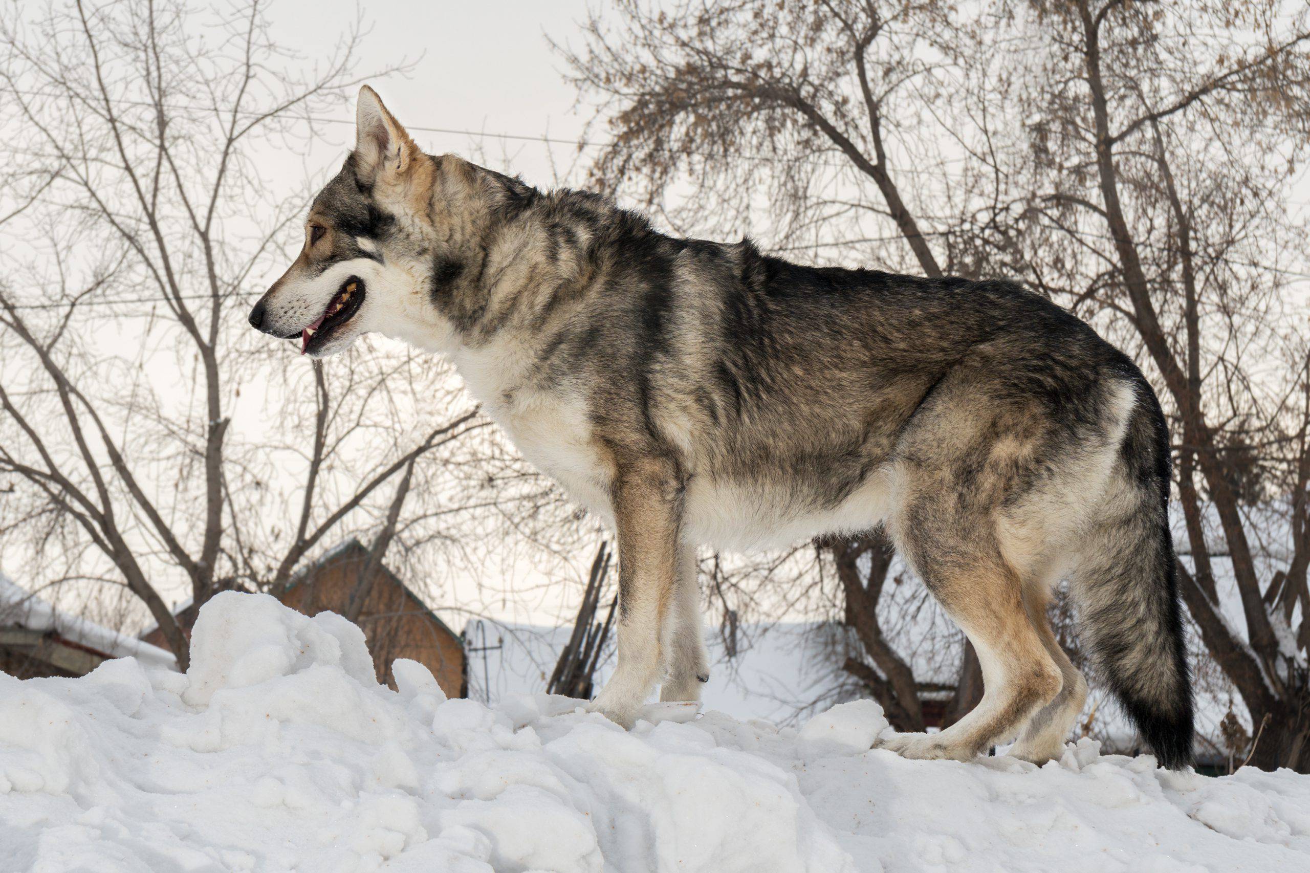 Cane da lupo saarloos adulto