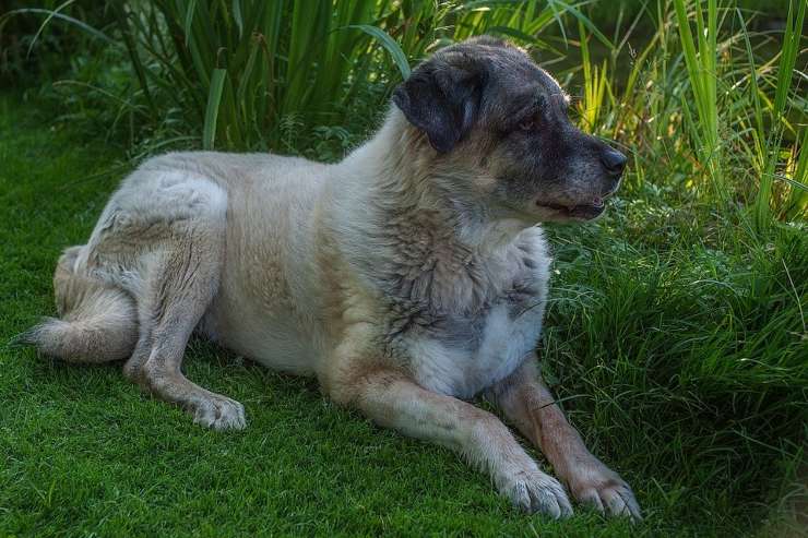 Cane da pastore cucciolo