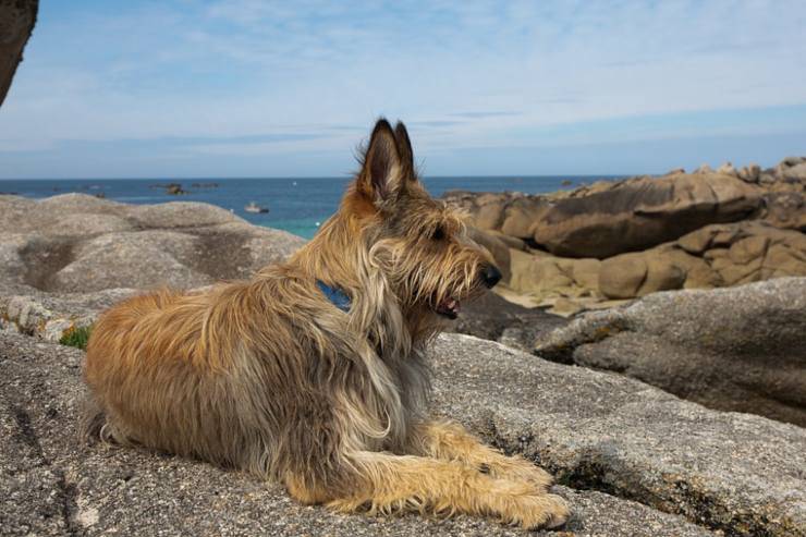 Cane da pastore di Piccardia adulto