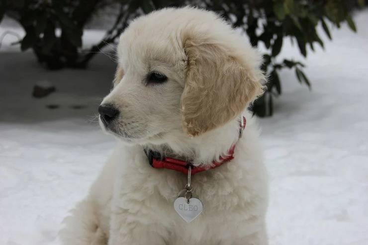 Cane da pastore di Tatra cucciolo