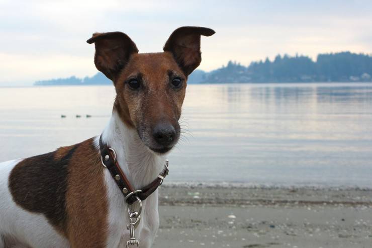 Cane da pastore scozzese a pelo corto cucciolo