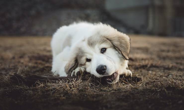 Cane dell'Atlas cucciolo