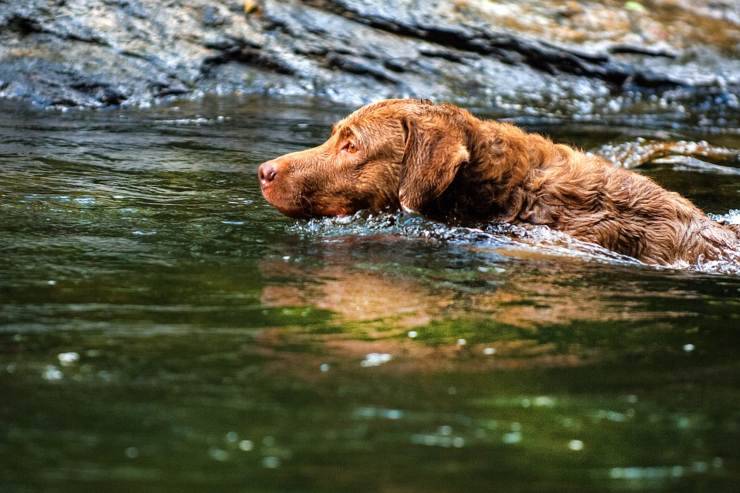 Chesapeake Bay Retriever adulto