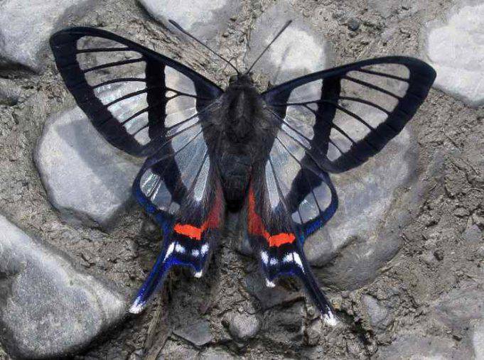 Le 10 farfalle più belle e particolari del mondo l’arte della natura