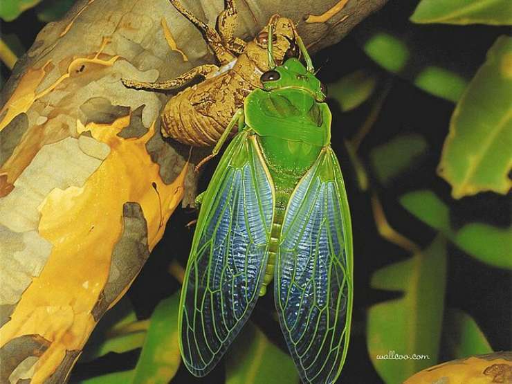 Cyclochila australasiae pinterest