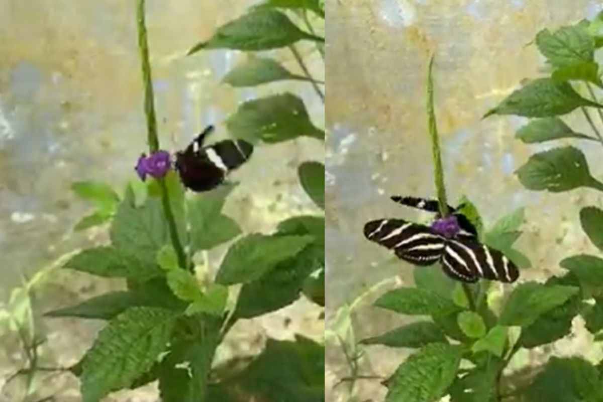 Farfalla bianco e nera