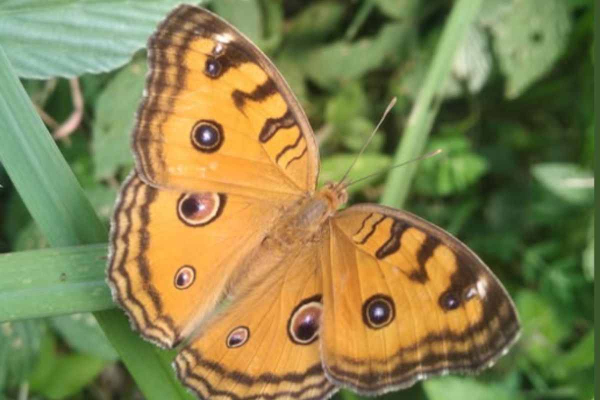 Farfalla gialla e nera