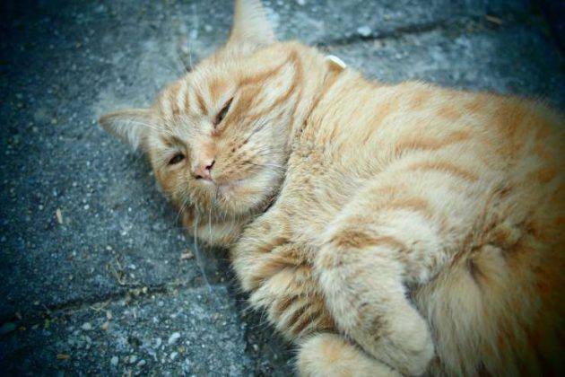 Cosa Vuol Dire Quando Il Gatto Scodinzola