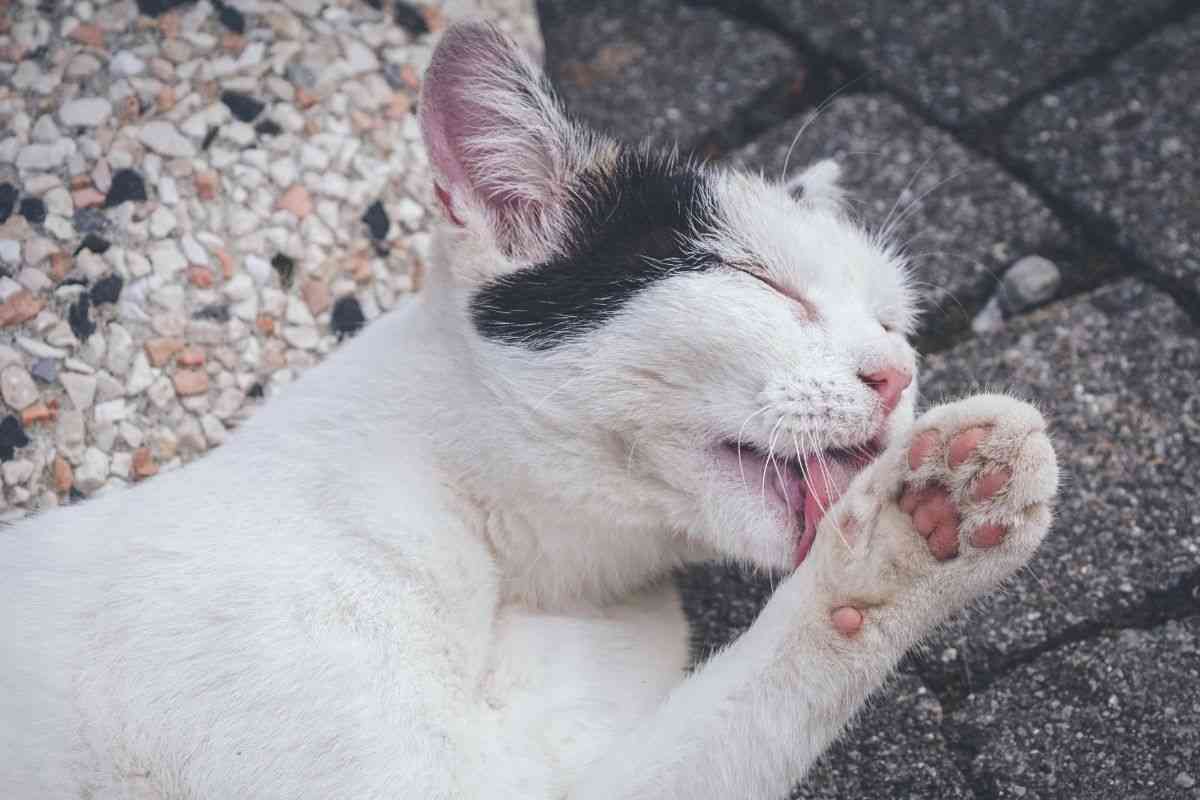 Gatto ha male alla zampa