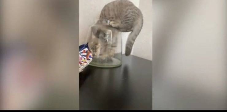 Gatto incastrato nel vaso