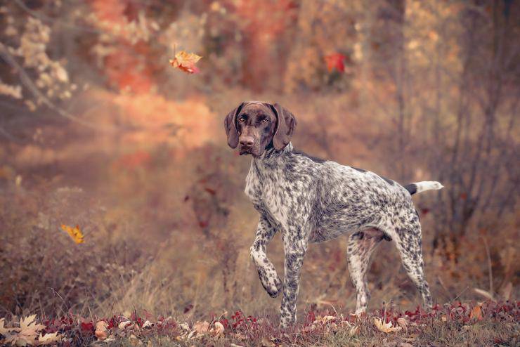 Cani più economici da mantenere: Pointer