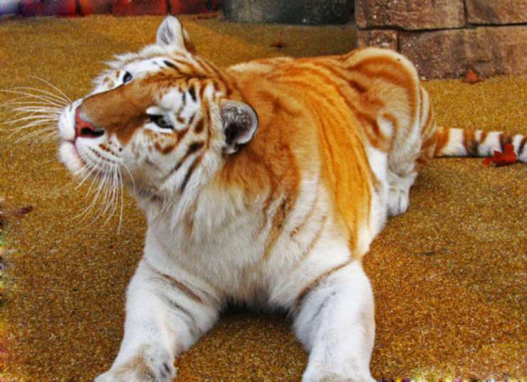 tigre dorata animali fantastici