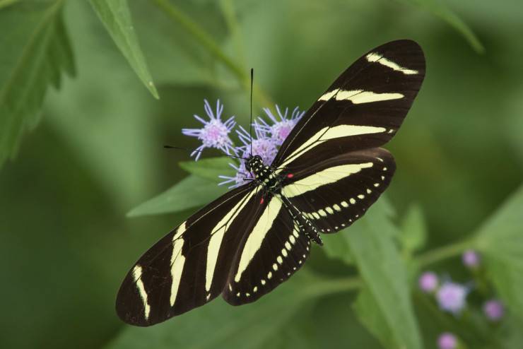 Heliconius charithonia flickr