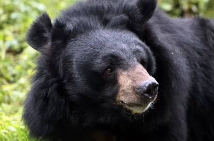 orso nero tibetano animali dell’Himalaya