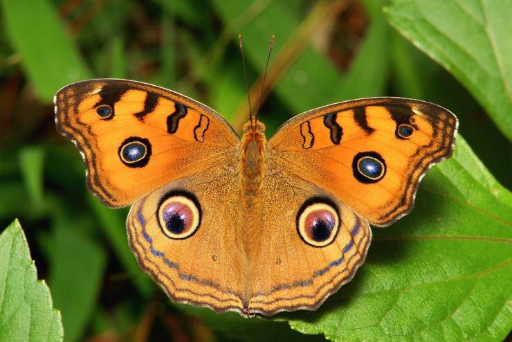 Junonia almana filckr