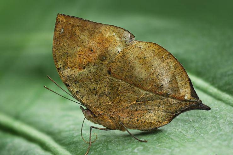 Kallima inachus farfalle più belle