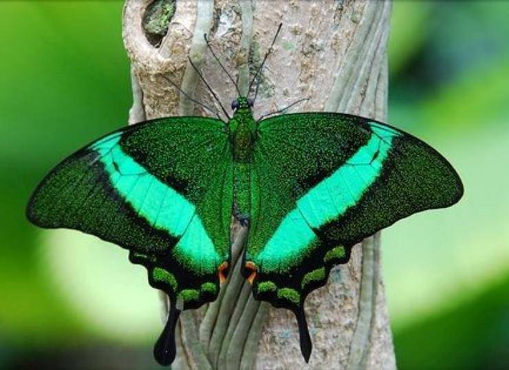 Papilio palinurus farfalle più belle